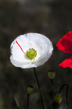 L&aacute;mina Amapola blanca I