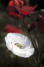 L&aacute;mina Amapola blanca II