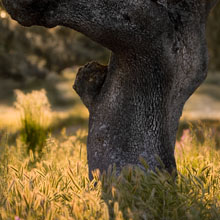 L&aacute;mina Tronco de encina