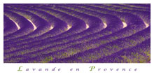 L&aacute;mina Lavande en Provence