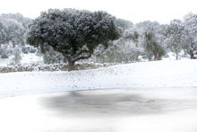 L&aacute;mina Dehesa en invierno II