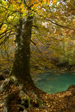 L&aacute;mina El guardi&aacute;n del lago