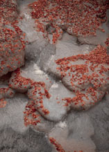 L&aacute;mina Agua de oto&ntilde;o