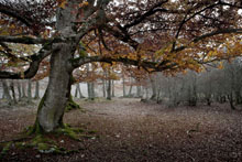 L&aacute;mina Hayedo en oto&ntilde;o
