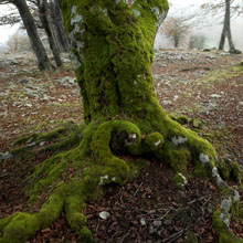 L&aacute;mina Tronco de haya